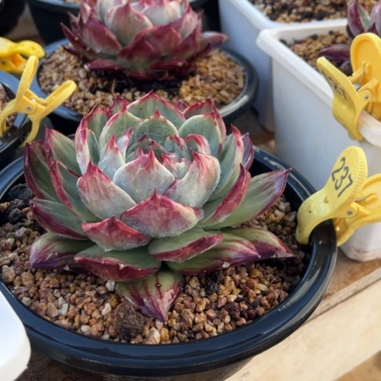 237惊鸿仙子 夏鸣园艺