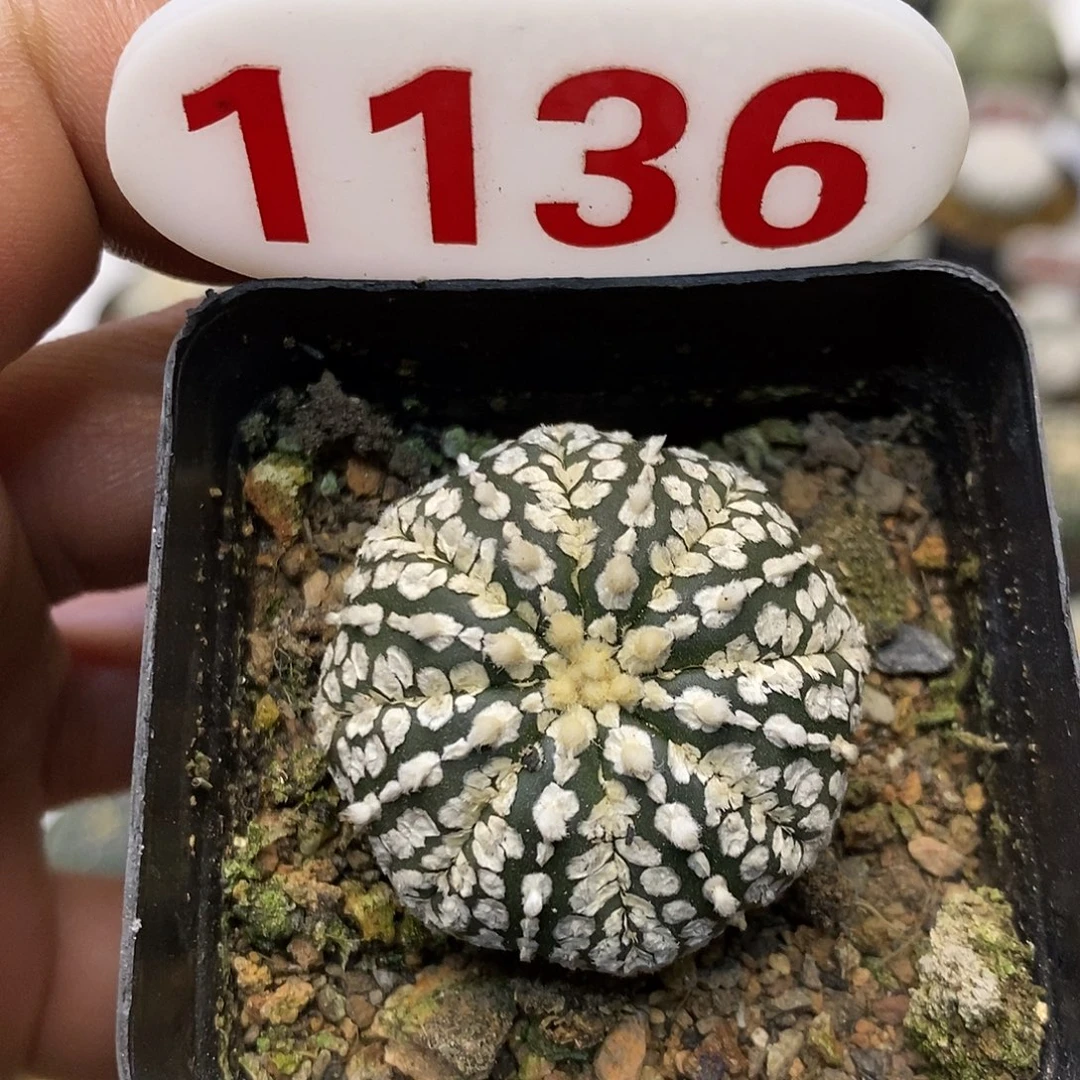 1136福利特价来了哦