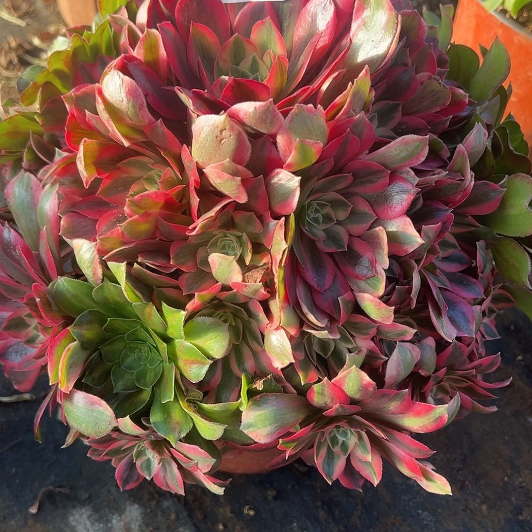 12.25-21女妖多肉植物