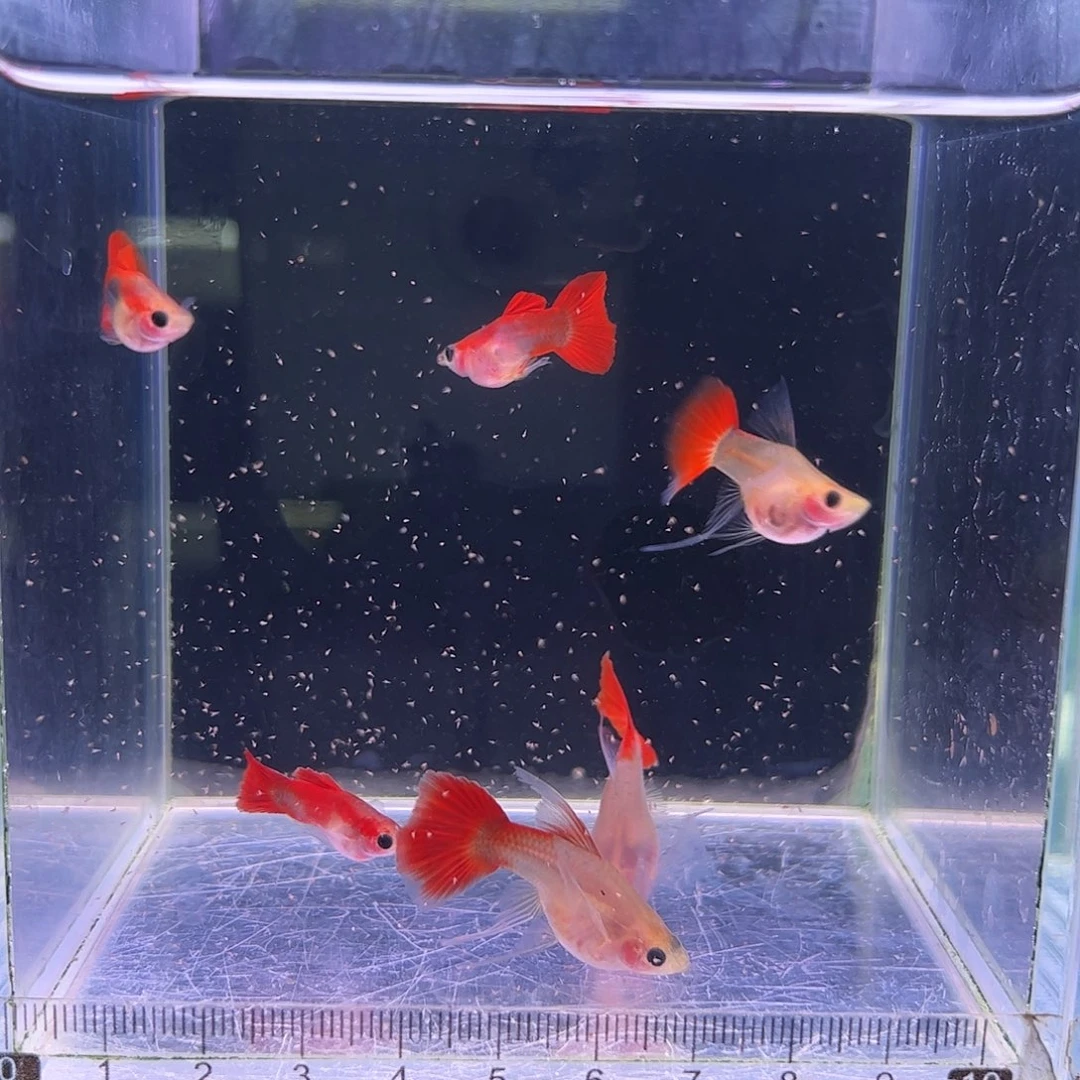 ****爱孔雀鱼红礼服玻璃猫c3对