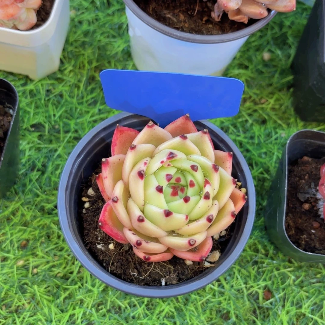 W****我的小可爱们都好可爱