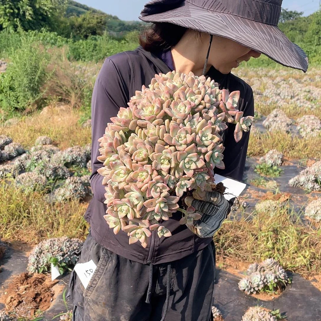 149 一物一拍淡雪缀