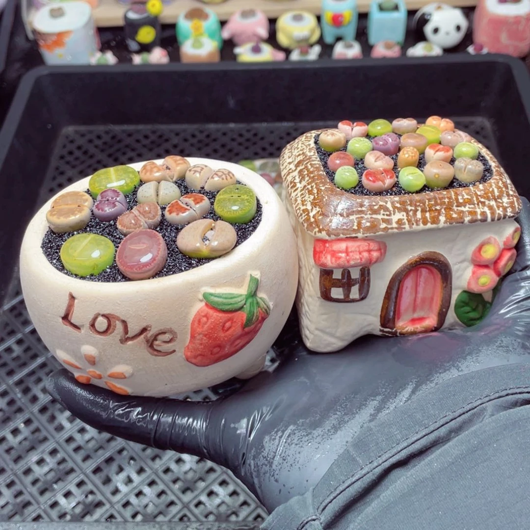 w3363--带盆土发货，零下地区拍保温箱