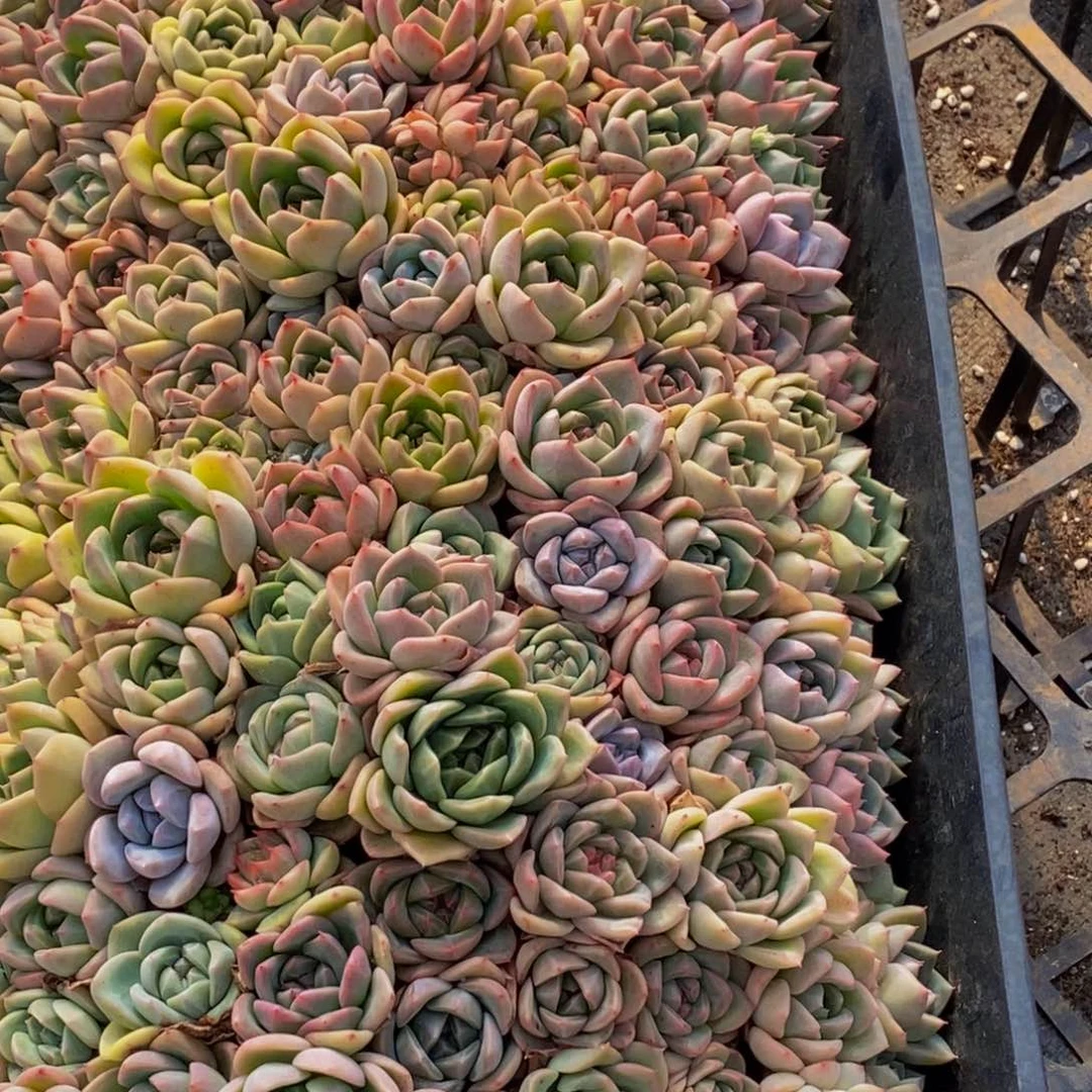 小***芦572多肉植物我都不