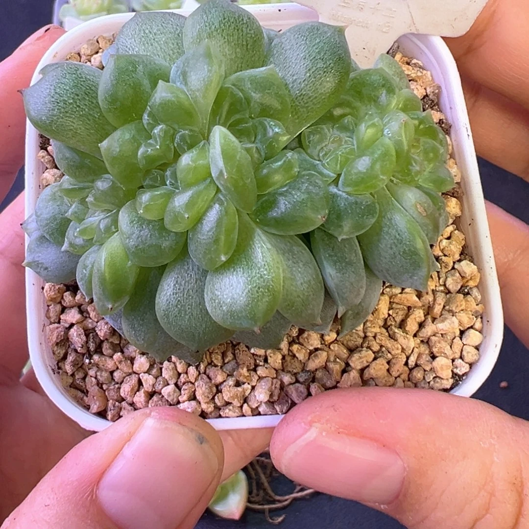 328号糖心缀晗雨多肉植物