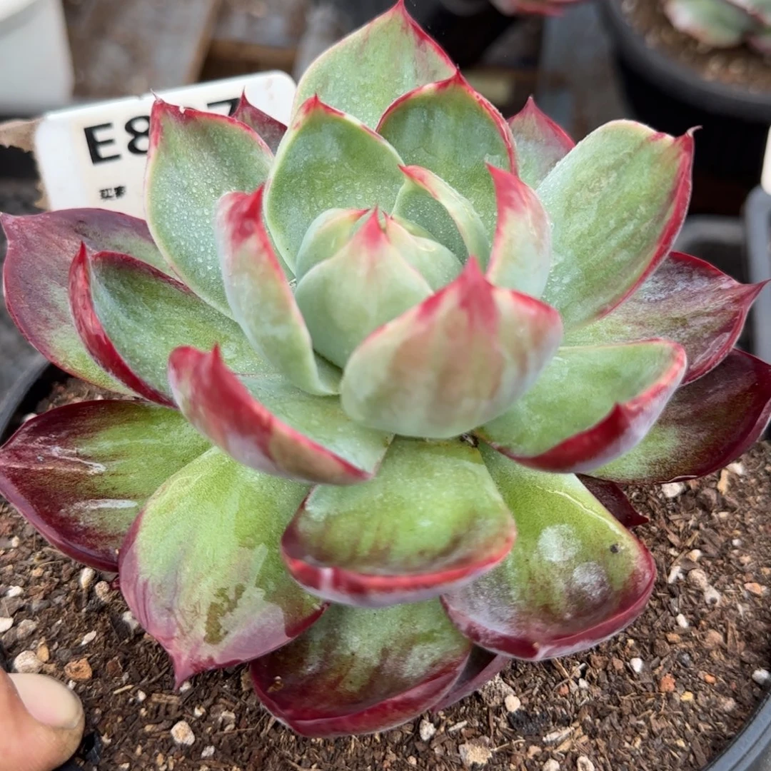 惊鸿一物一拍包装收缩花旱807