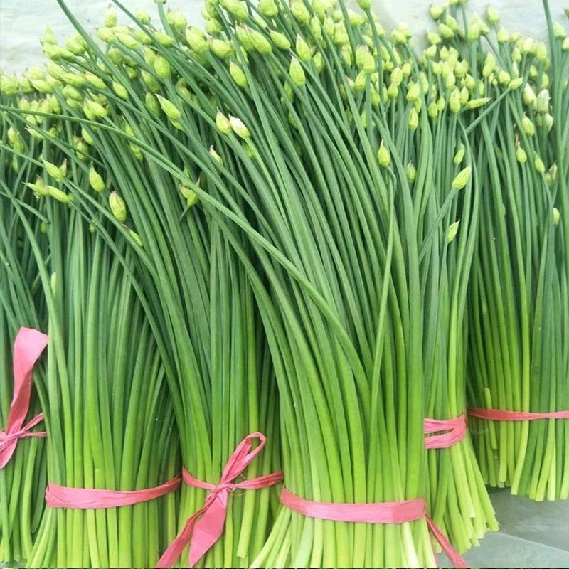 2025当天现摘韭菜苔山东新鲜当季韭苔农家露天种植现摘现发食材