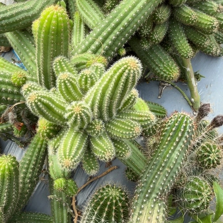 苗接白檀仙人掌群生605