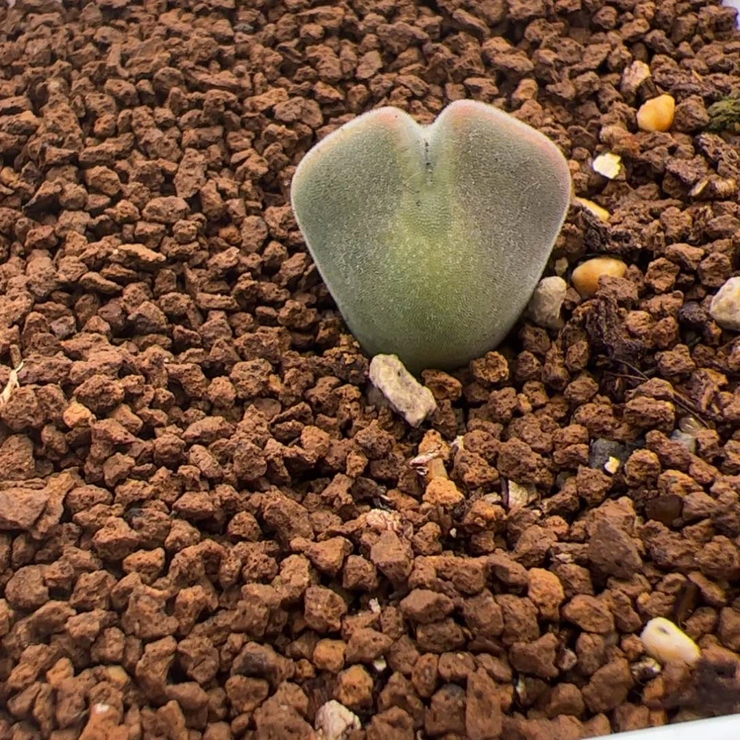 102号大眼空蝉2.14多肉