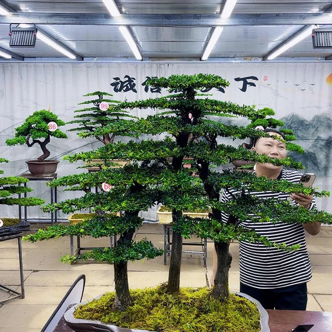 无花朵罗汉松盆景专场直播