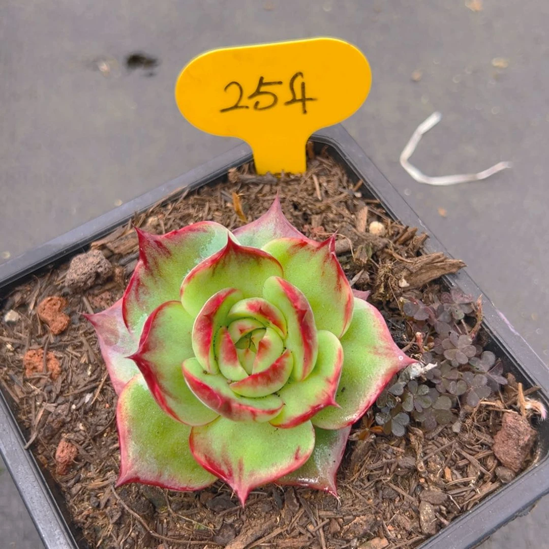 惊鸿仙子一物一拍254号