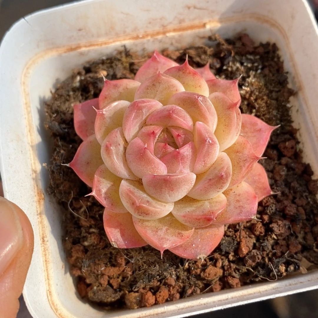 精品多肉一物一拍2