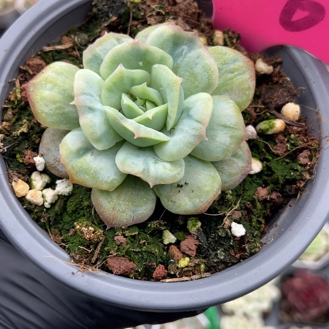 126泡泡纱多肉植物duorou