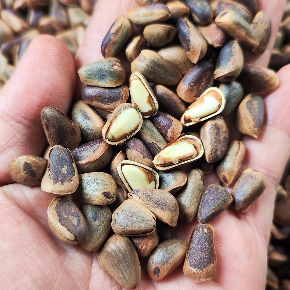 东北松子新货笨炒无添加坚果原味非油炸松子散装2025