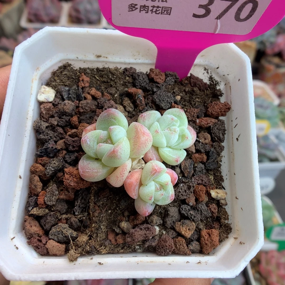 370三头小脸冰玉多肉植物