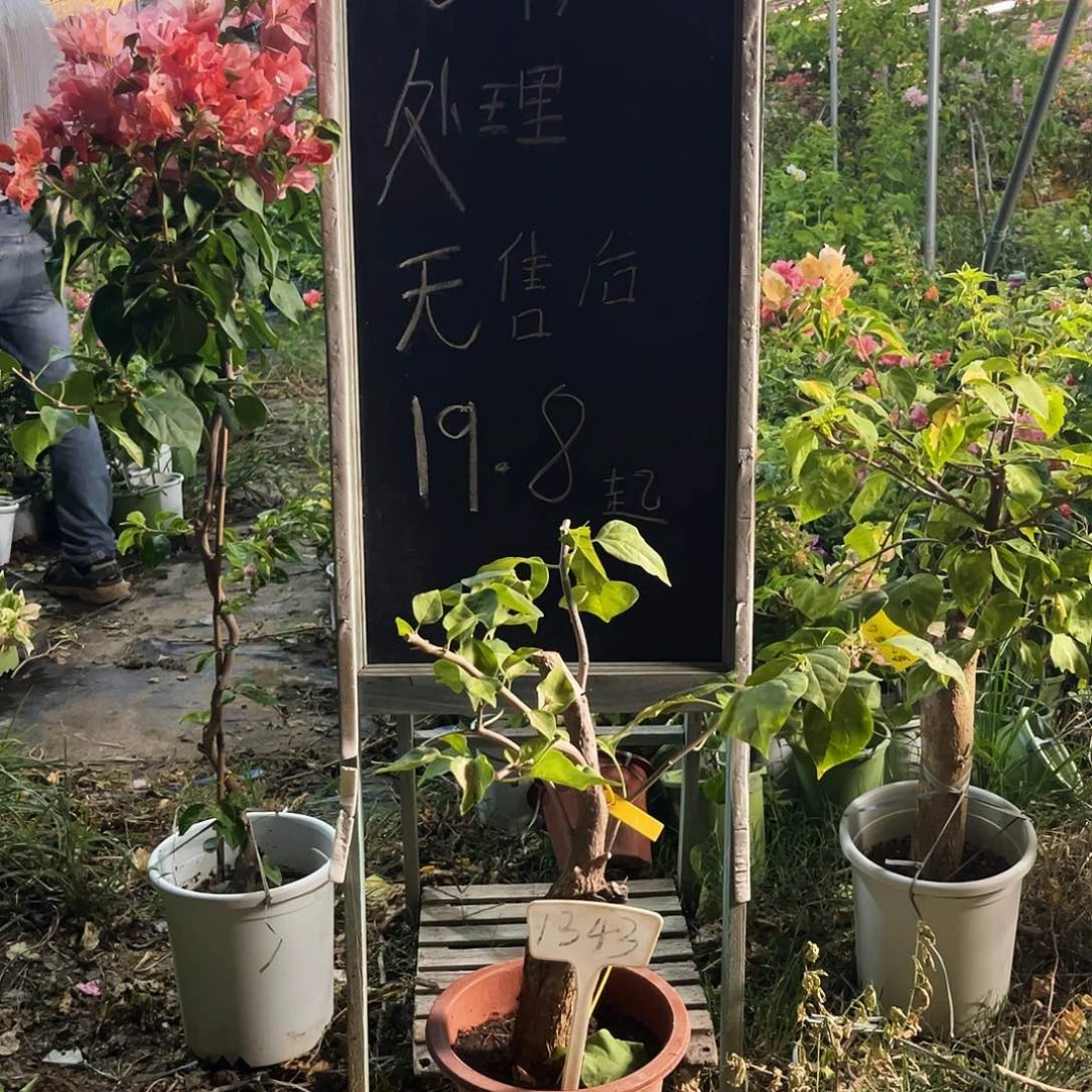 完全开放三角梅三角梅1343