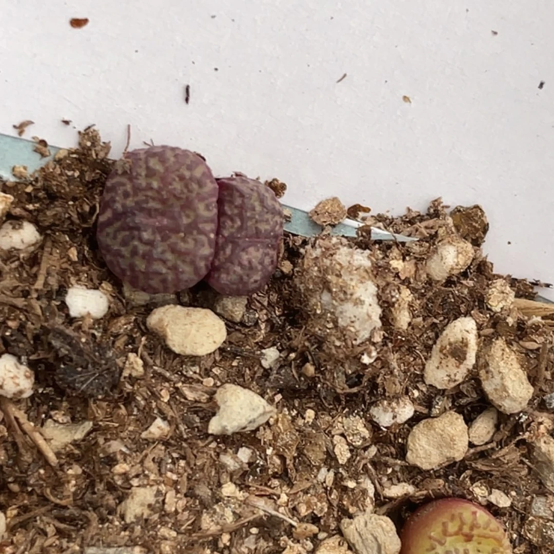 21-123安贞多肉植物