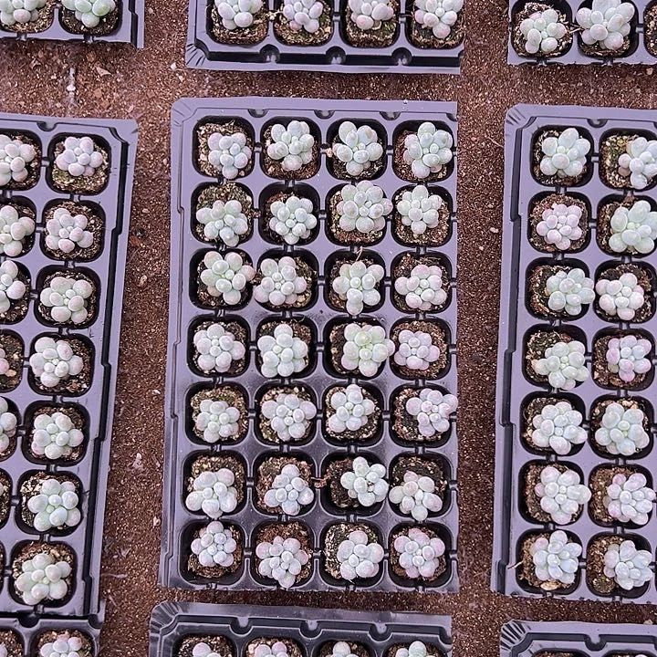 28颗一组播种极品小汤圆！！
