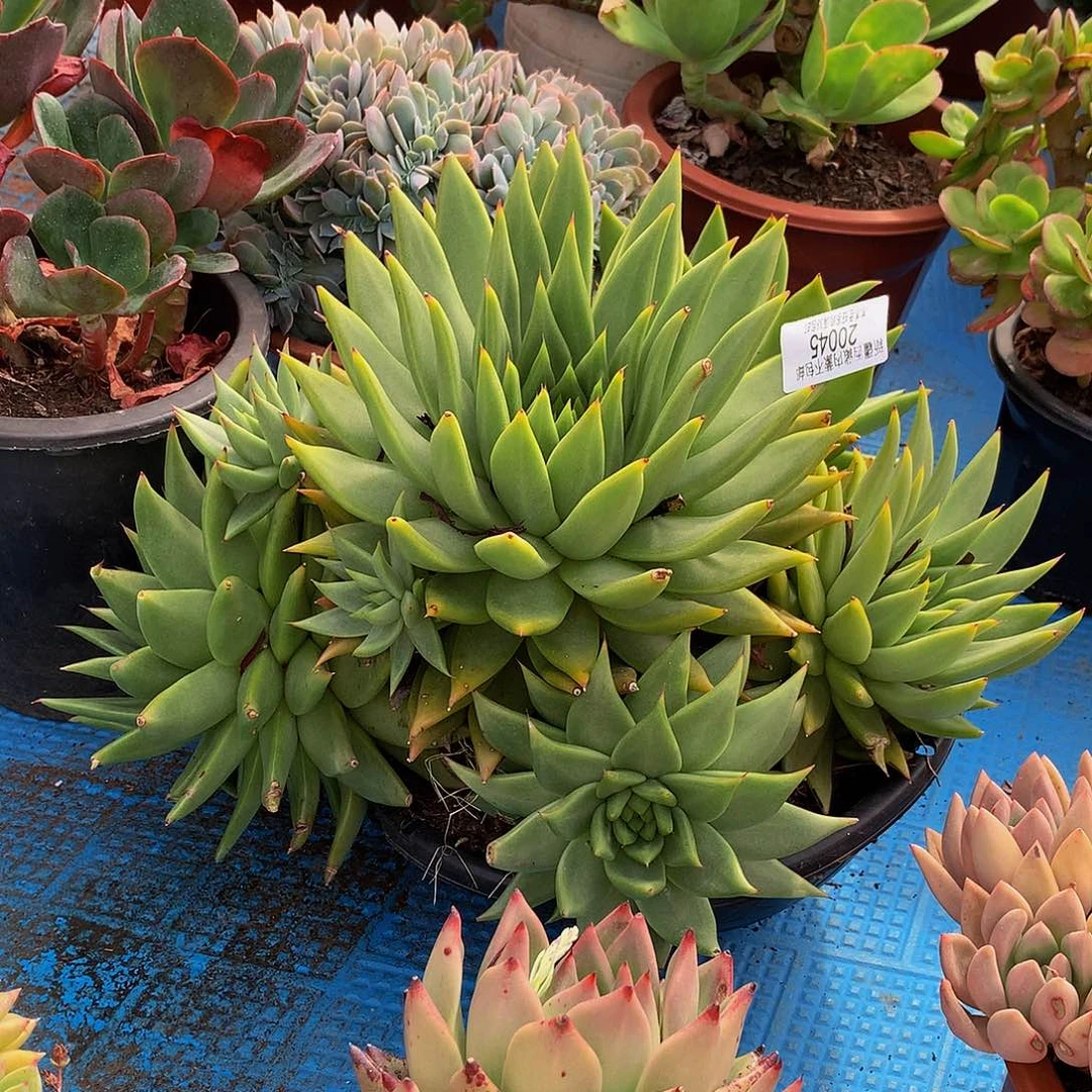 豆*   天狼星20045