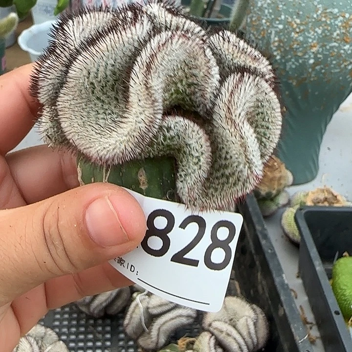 随***)无花朵嫁接直刺佩雷缀828
