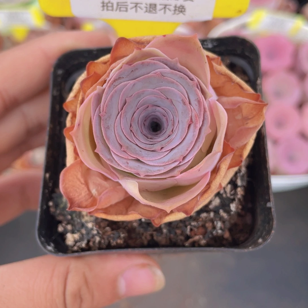山地玫瑰532满38包邮裸根发货