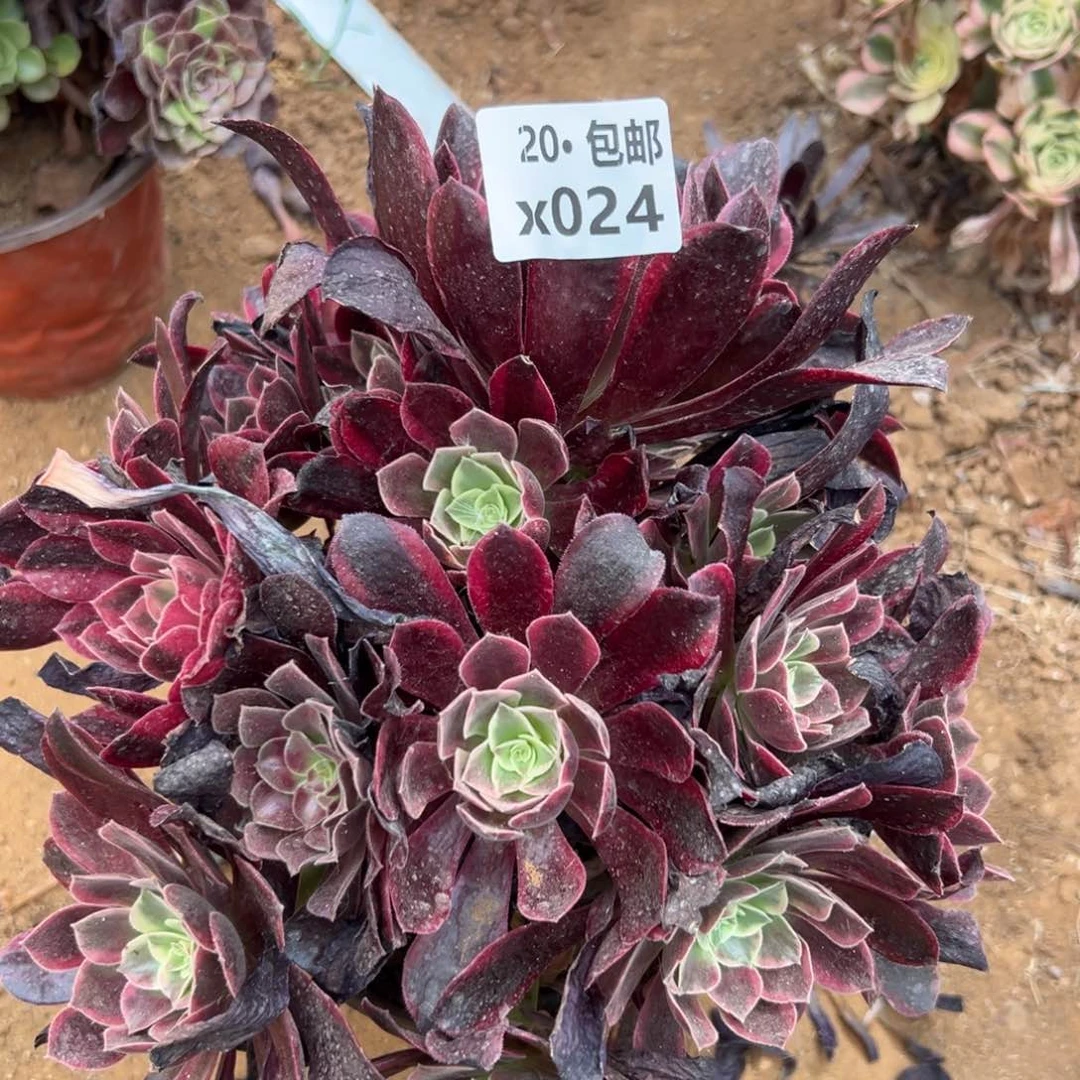 024金丝雀，满20包邮