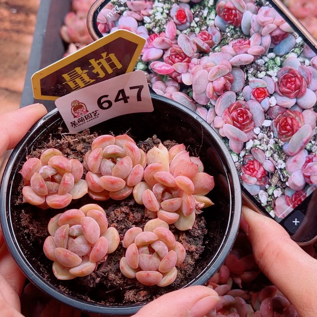 多肉植物多肉植物