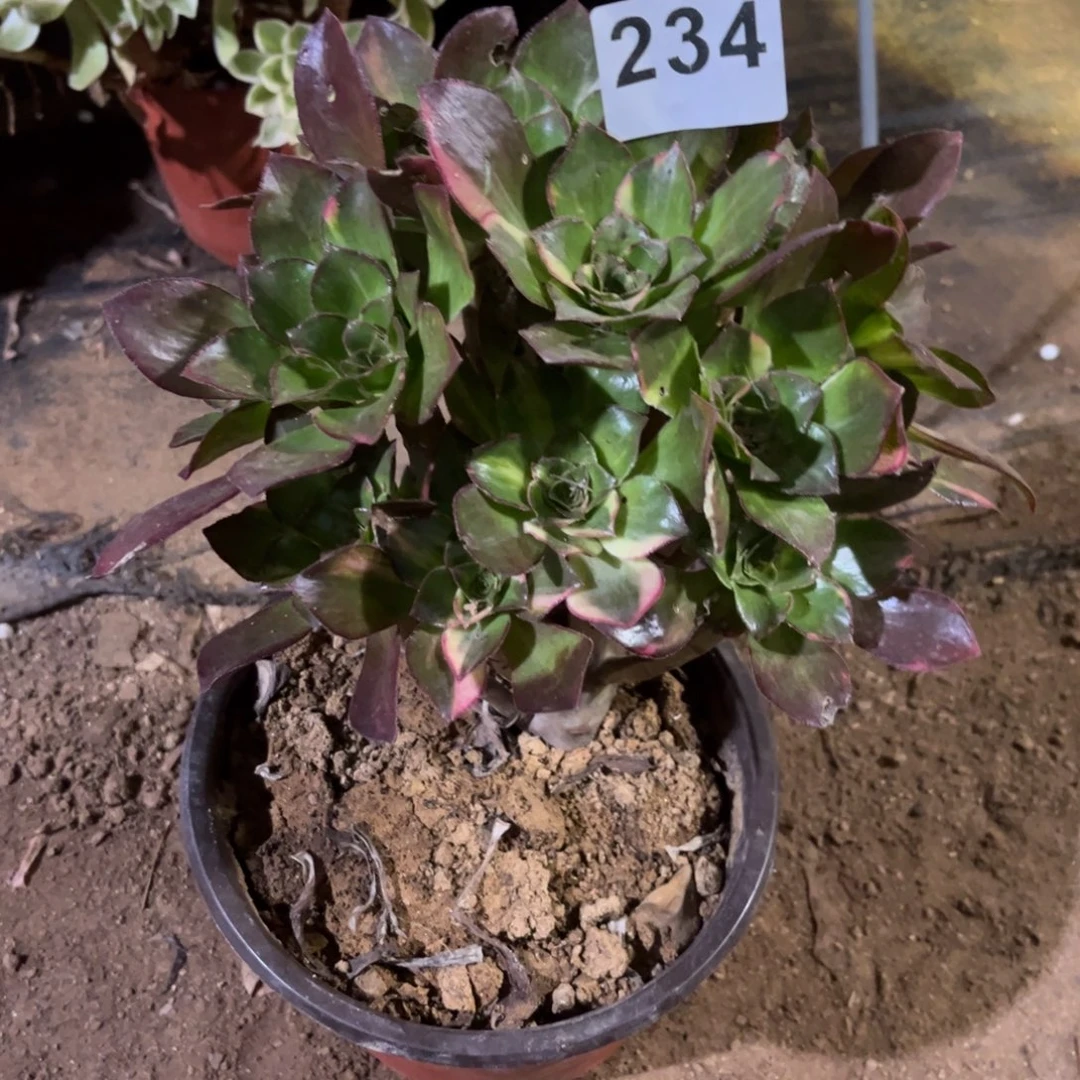 冰七彩多肉法师234