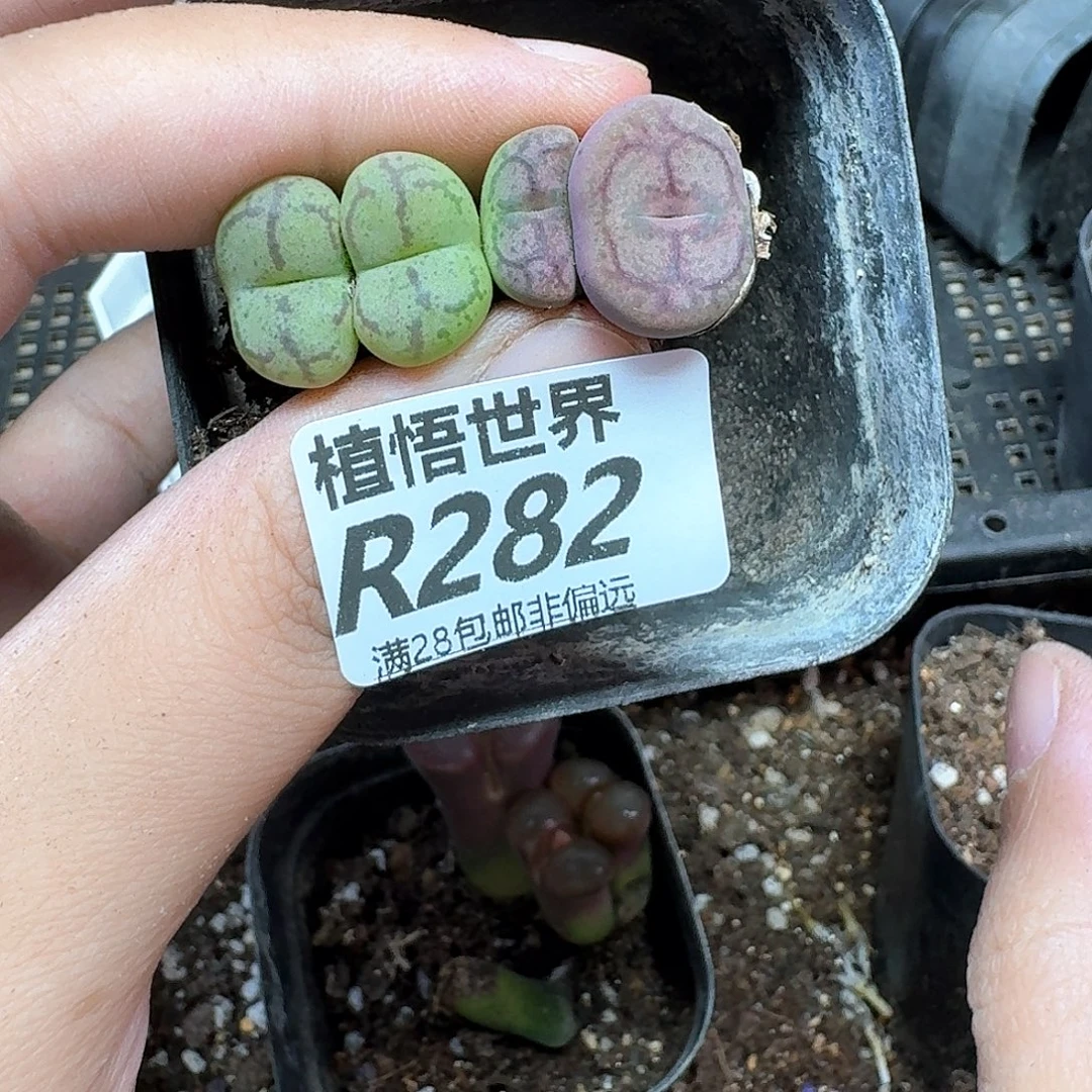 多肉植物的动作也vq