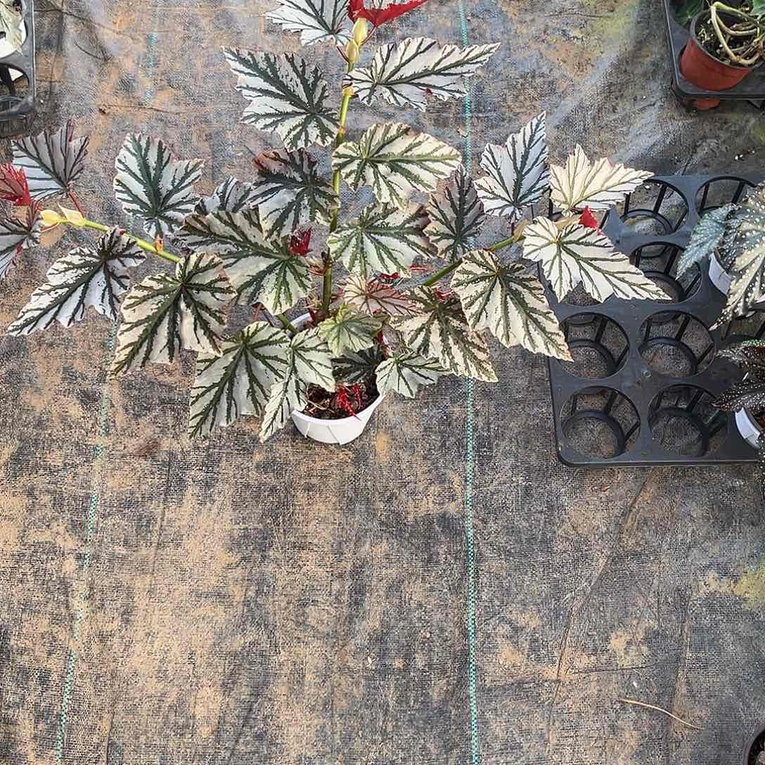 无花朵海味带保温发热