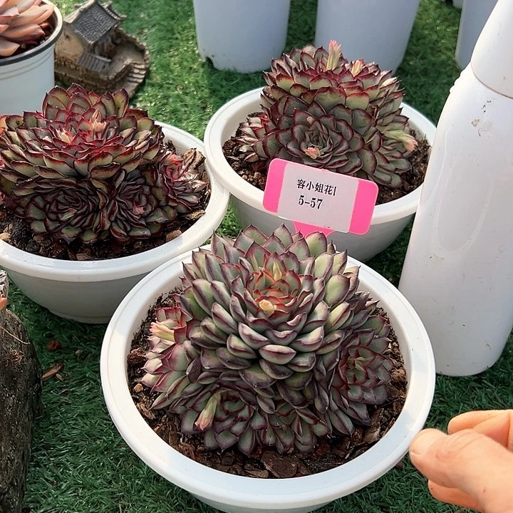 5.57肉碱一个脱土