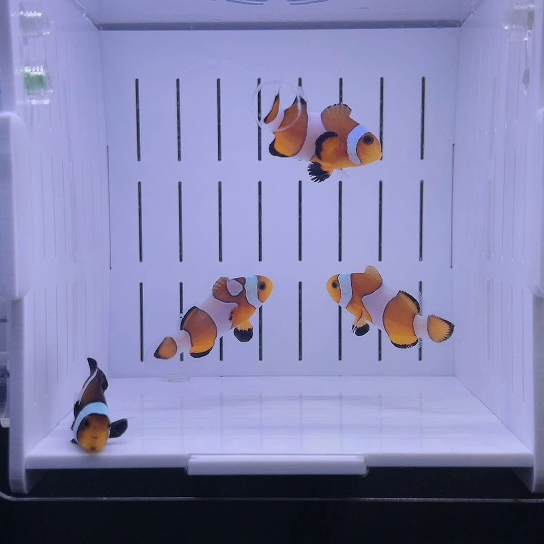 海水鱼公子小丑鱼