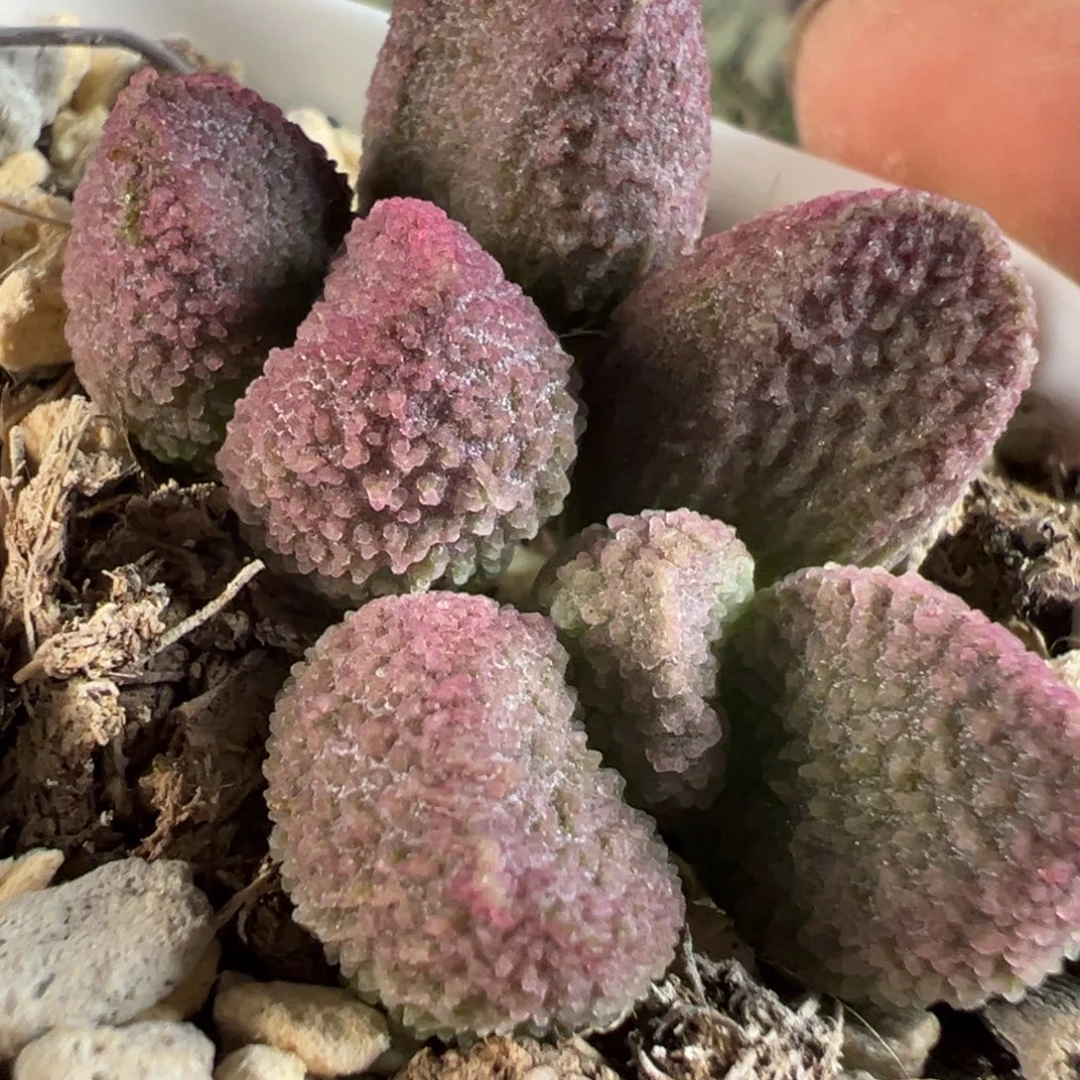 实生新品多肉植物水泡