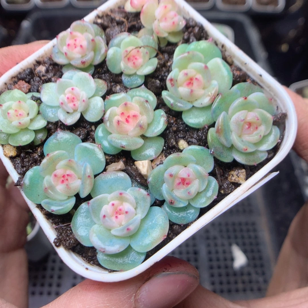 无花朵W69 秃子甜心yyyyyy