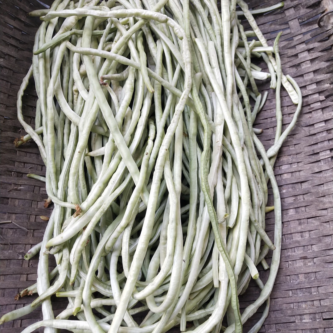 农户自家栽种的豆角