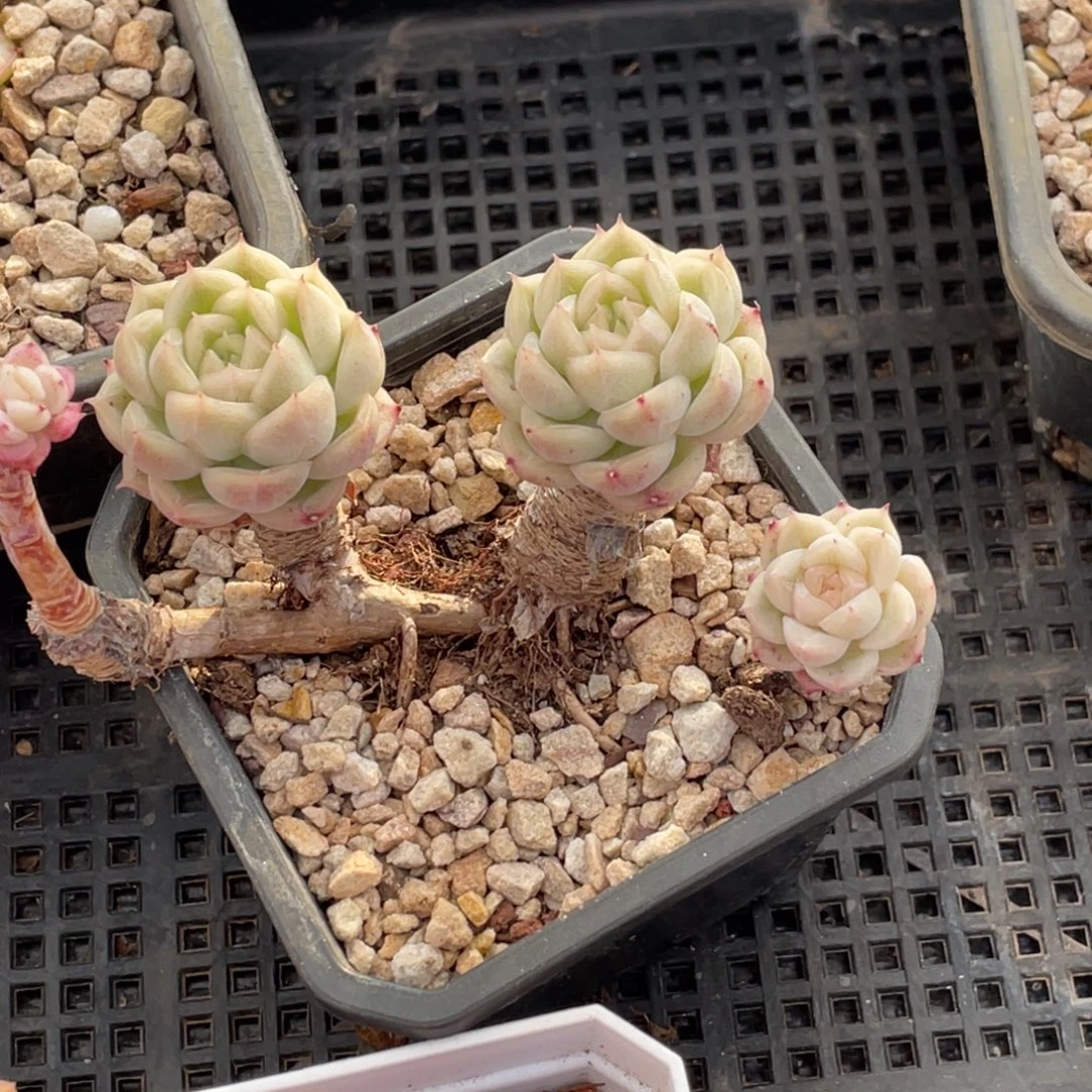 东云白底四头老桩群生