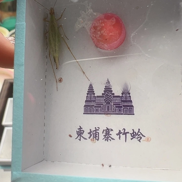 精品超大柬埔寨一只