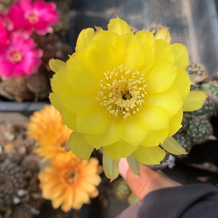 23 实生丽花7厘米盆