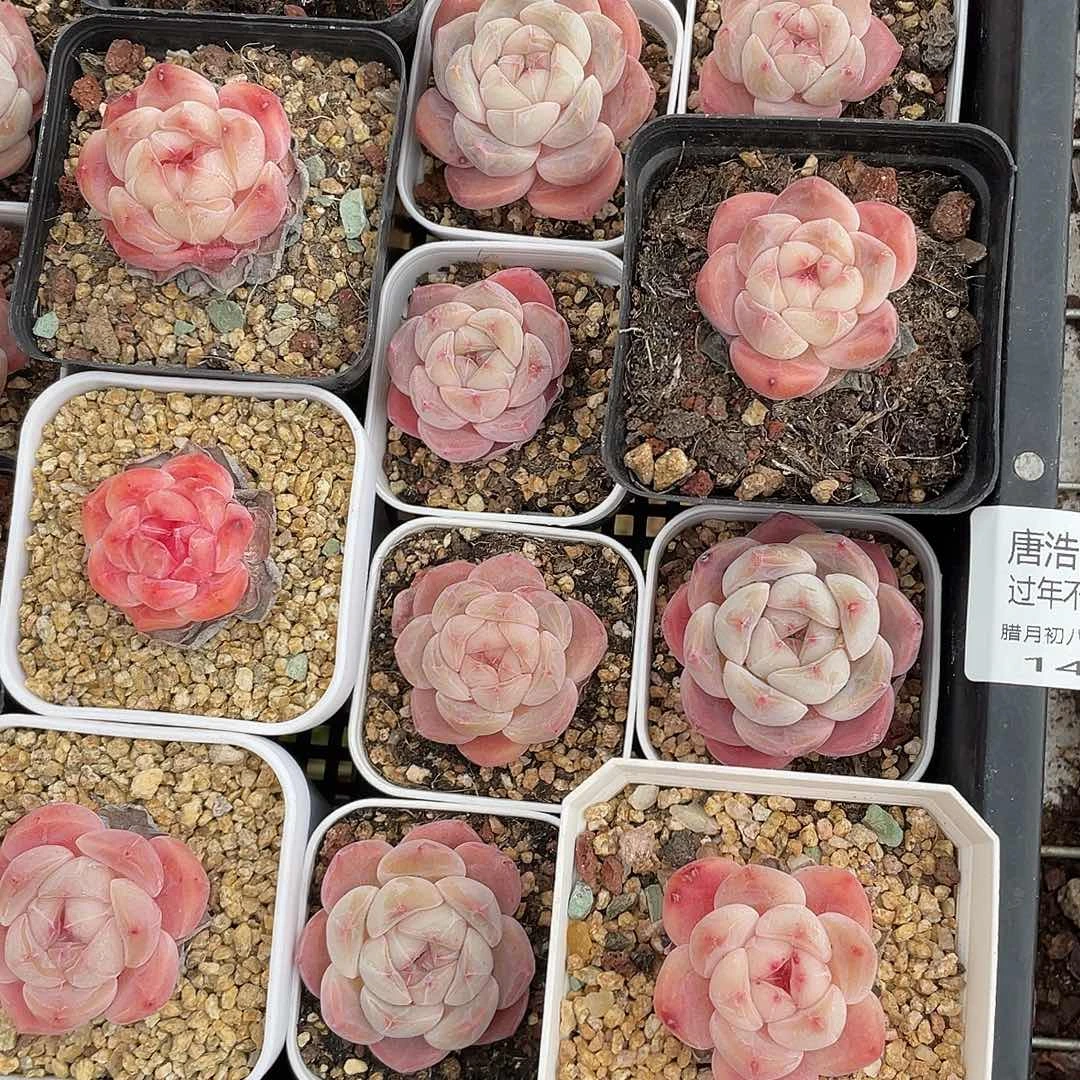 熊***毛糖心混一物一拍142