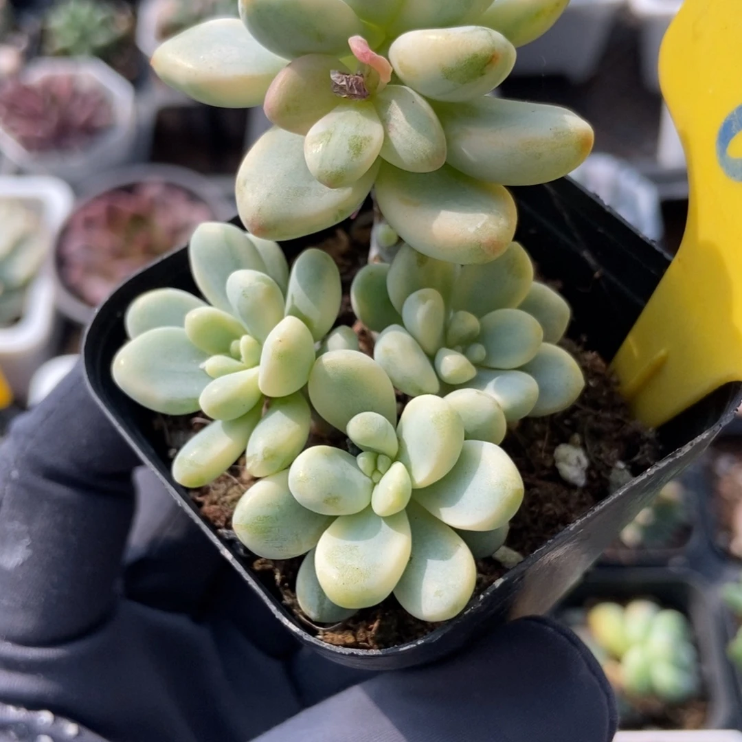 846劳尔锦多肉植物