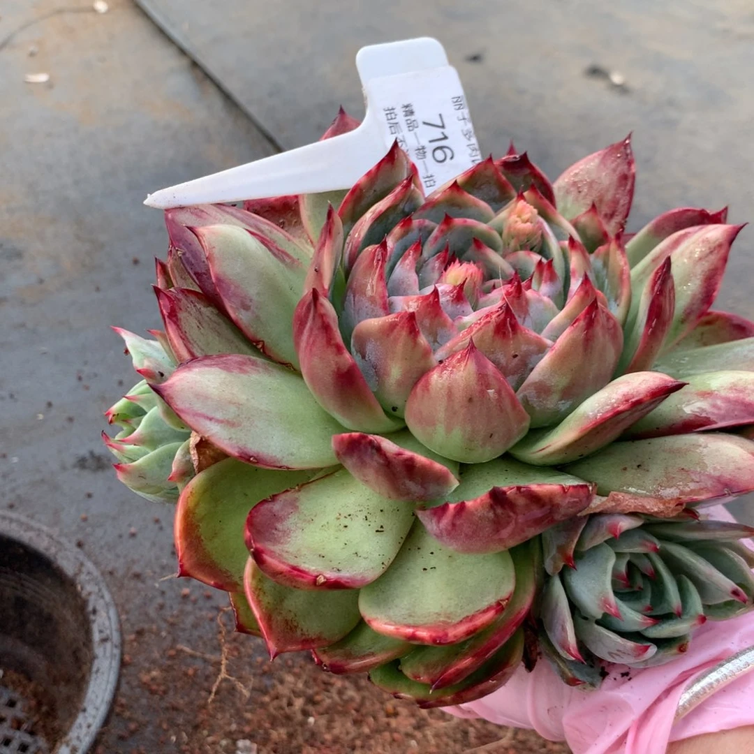 小**姐716号多肉植物16厘米