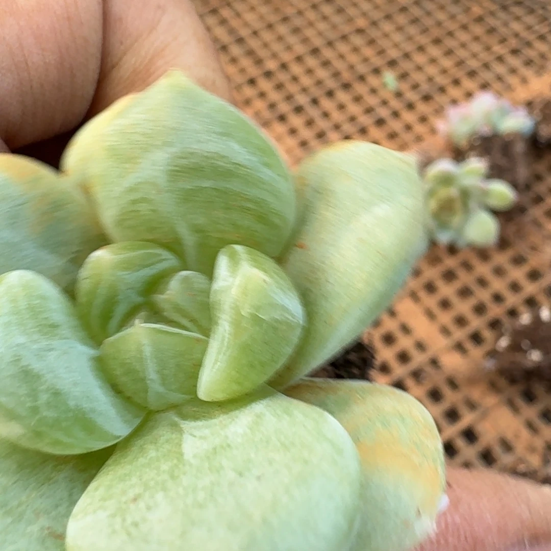 多肉杂交一物一拍24/84