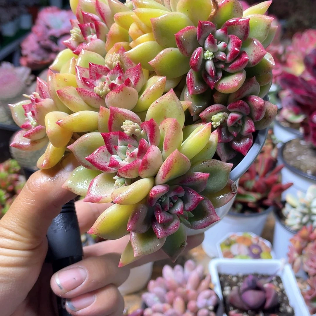 璀璨整群带盆发货