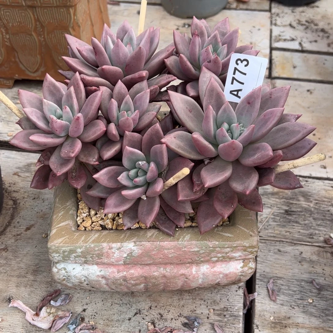 @****桃花源多肉773号多肉