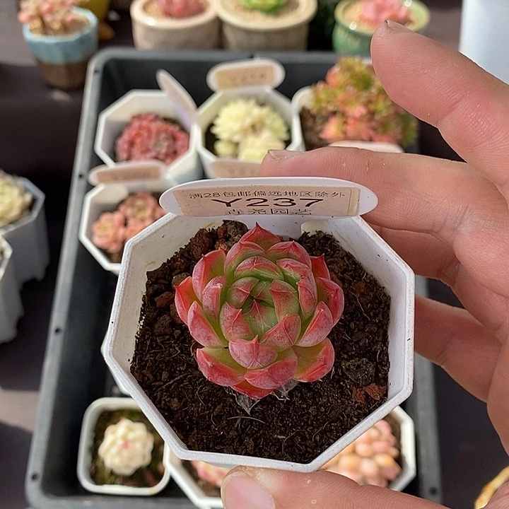 0237 红媚单头 3.5cm