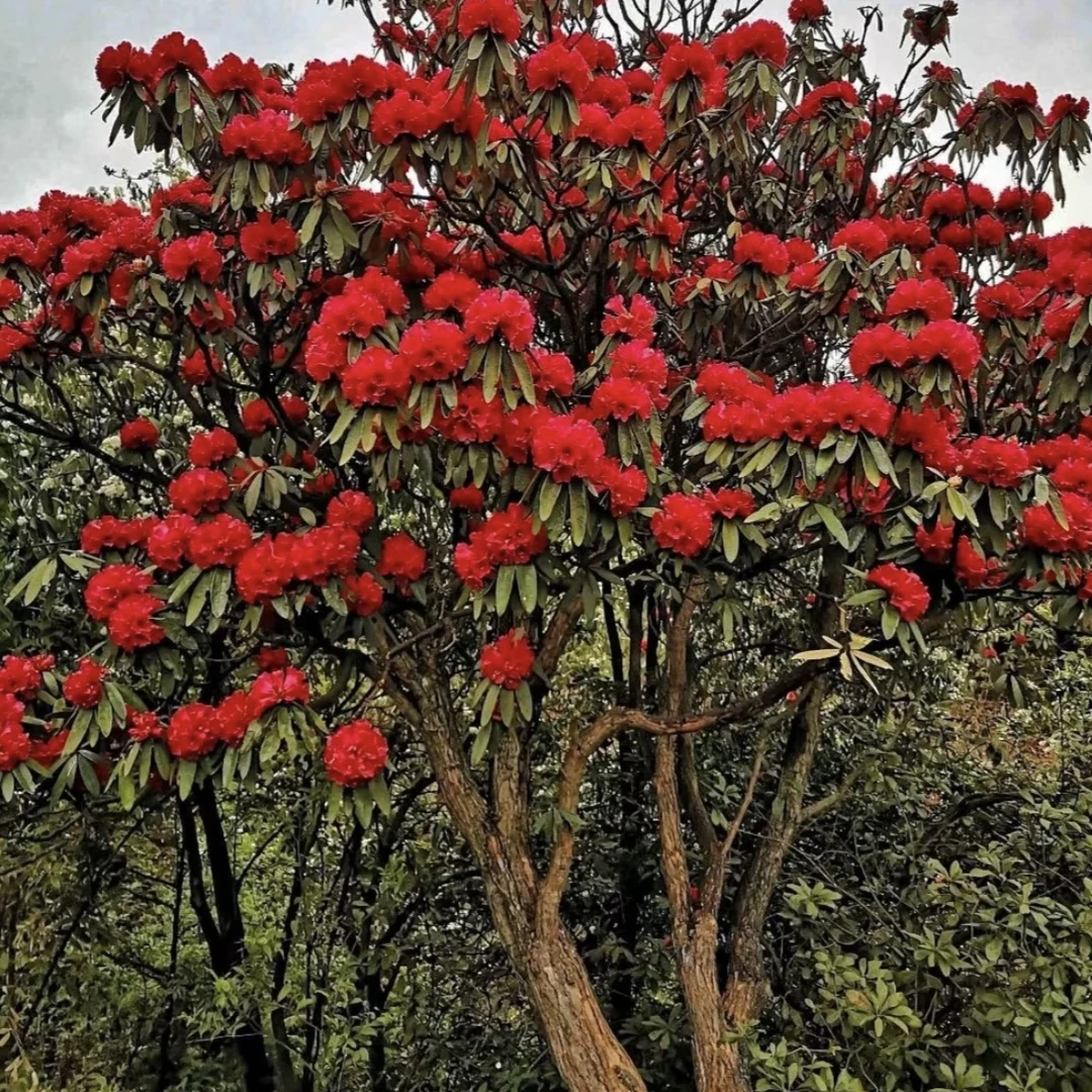 贵州高山杜鹃 映山红 野茉莉老桩 沙糖果 刺梨 直播间一物一拍