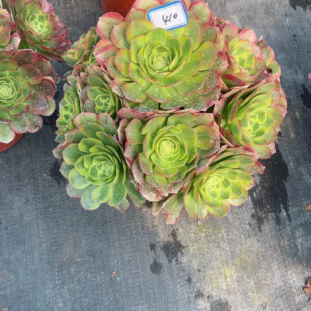 多肉植物410号多肉植物