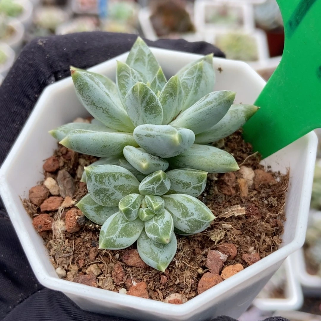973伊丽莎白多肉植物