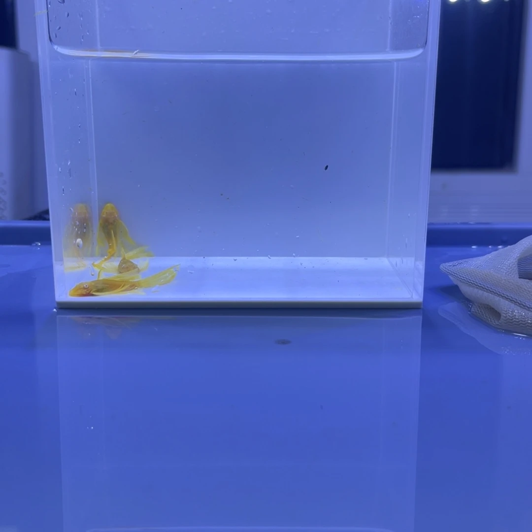 孔雀鱼大帆3条开箱视频报损