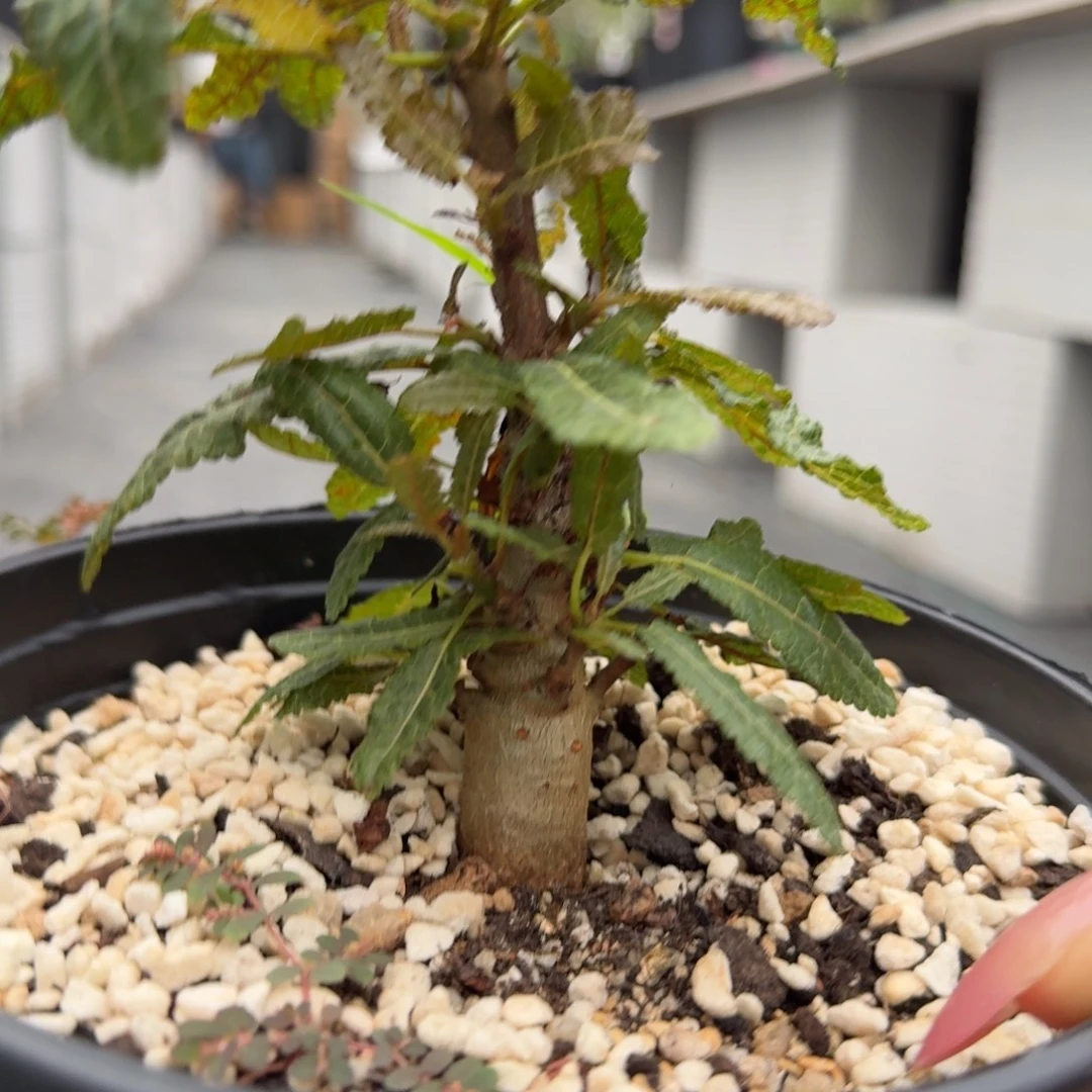 娜娜乳香带盆土哈